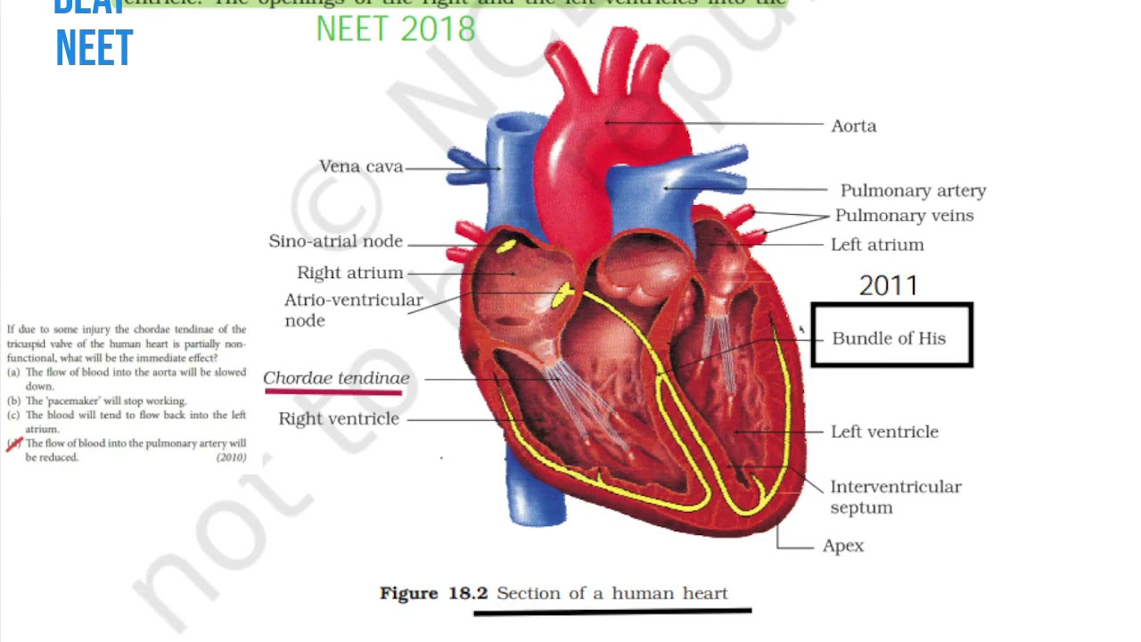 Direct Questions In NEET From NCERT || BIOLOGY-Body Fluids and Circulation [2000-2020] || BEAT NEET
