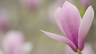 Pink Magnolia Flower Bud Opening in Spring Garden | 4K Stock Footage