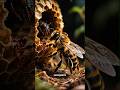 Fakta Unik Lebah 🐝 | Serangga Kecil dengan Peran Besar di Dunia!