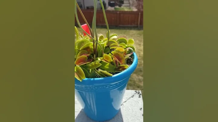 Venus Flytrap Catches Wasp