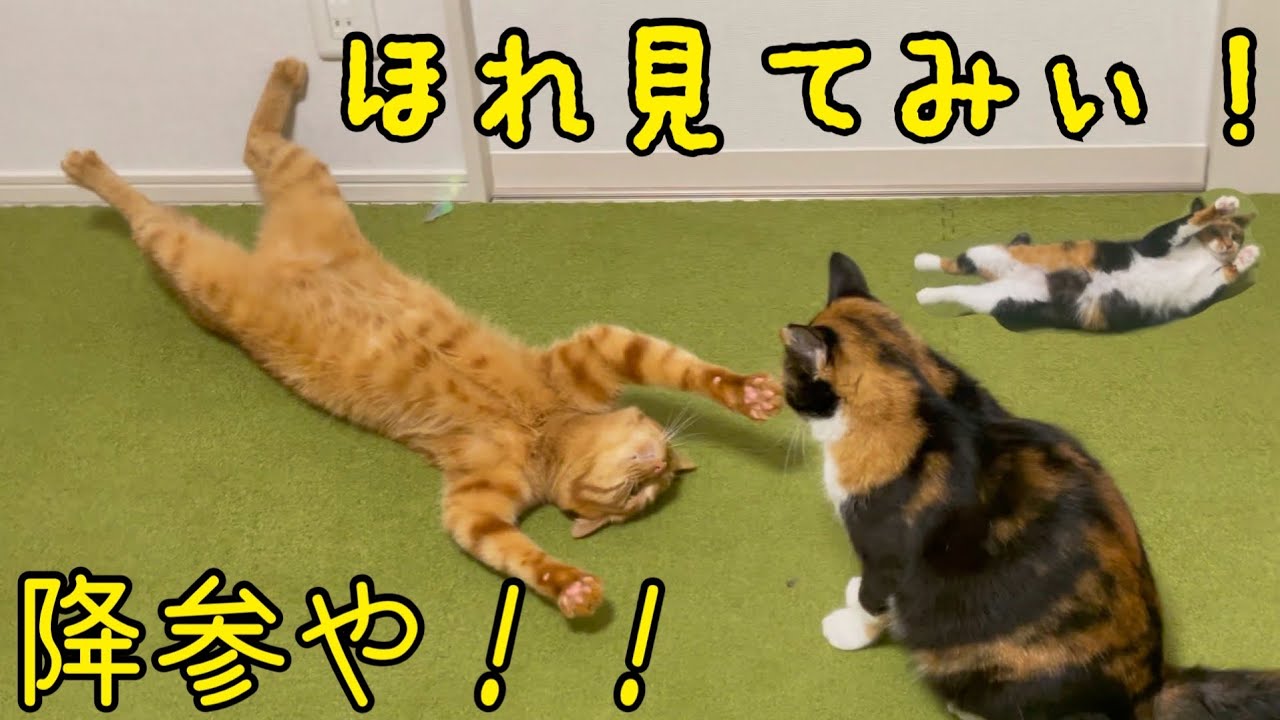 最高のへそ天で負けを認める猫がかわいい！ - YouTube