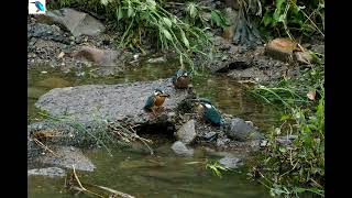 2247#カワセミ#巣立ち#境川#Kingfiser#fledging##Sakai River#20170802#3/6#Si Senorita_Chris Haugen