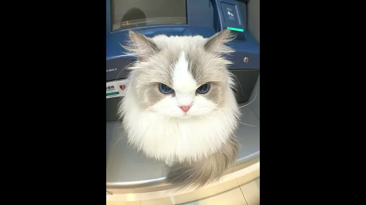 TINY Kitten, BIG MEW!  #cat #kitty #catvideos #catlovers