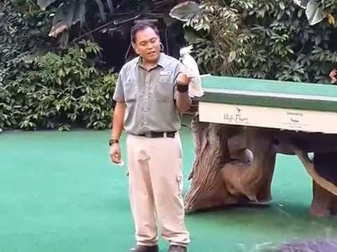 สวนนก Jurong Bird Park ตอนที่ 4