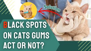 Black Spots on Cats Gums: Should You Take Action?