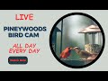 LIVE Bird Feeder Cam | Watch Wild Birds! | June 26, 2025