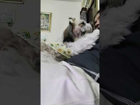 tequila after a long time #dog #viralshorts #love #sukoon #petshub