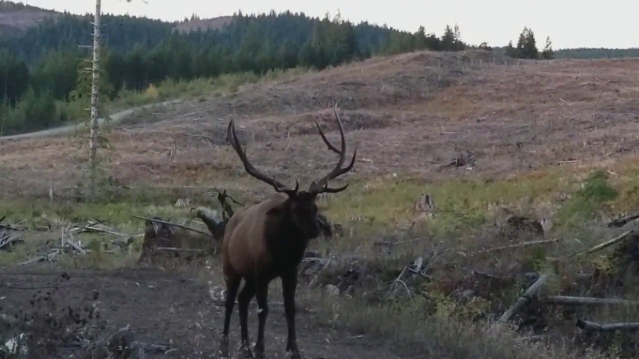 Inches away from a 6x6 bull elk
