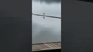 Silver lake Washington 2017