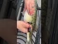 How To Fizz A Fish: A Must For Deep Water Fishing And Fish Health  #bassfishing