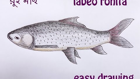 how to draw labeo rohita fish রুই মাছ | original voice #satisfying #creativeart #drawingforbeginners