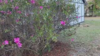 Thom Pine Trees Take One