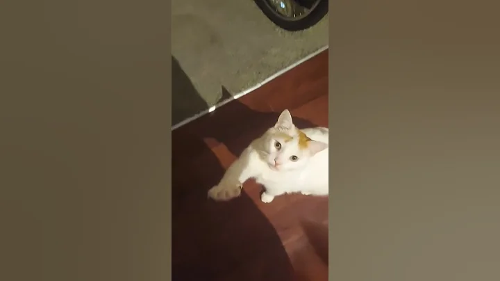 Marbelc playing with his paw