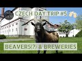 Czech Day Trip #5: BENEŠOVSKO, NUTRIE & PIVOVAR VELKÉ POPOVICE 🐾🍻🇨🇿 (27.7km)