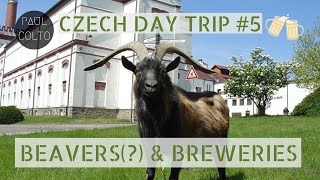 Czech Day Trip #5: BENEŠOVSKO, NUTRIE &amp; PIVOVAR VELKÉ POPOVICE 🐾🍻🇨🇿 (27.7km)