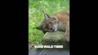 Luchs im Wildpark Christianental #harz