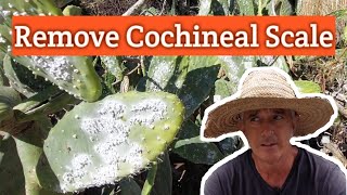 Remove Cochineal Scale From Opuntia ficus-indica/Prickly Pear. You didn't know you were eating