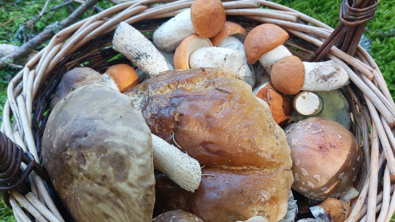 Houbařská sezóna v Krušných horách v plném proudu. Gigantické hřiby!!! #mushroomhunter #houby