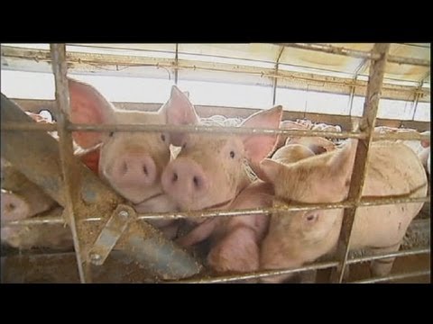 فيديو: ماذا يوجد في روث الخنازير؟
