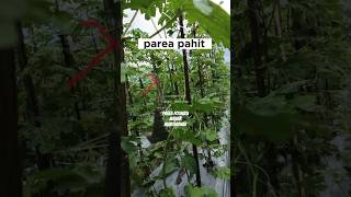 Pare Polinasi Tumpangsari Dengan Cabe