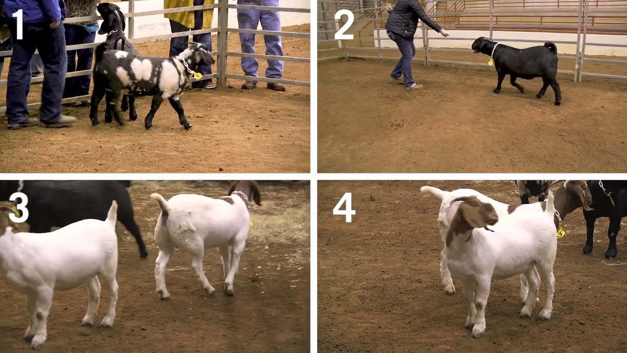 4-H Goat Judging: Example 1- Breeding Does