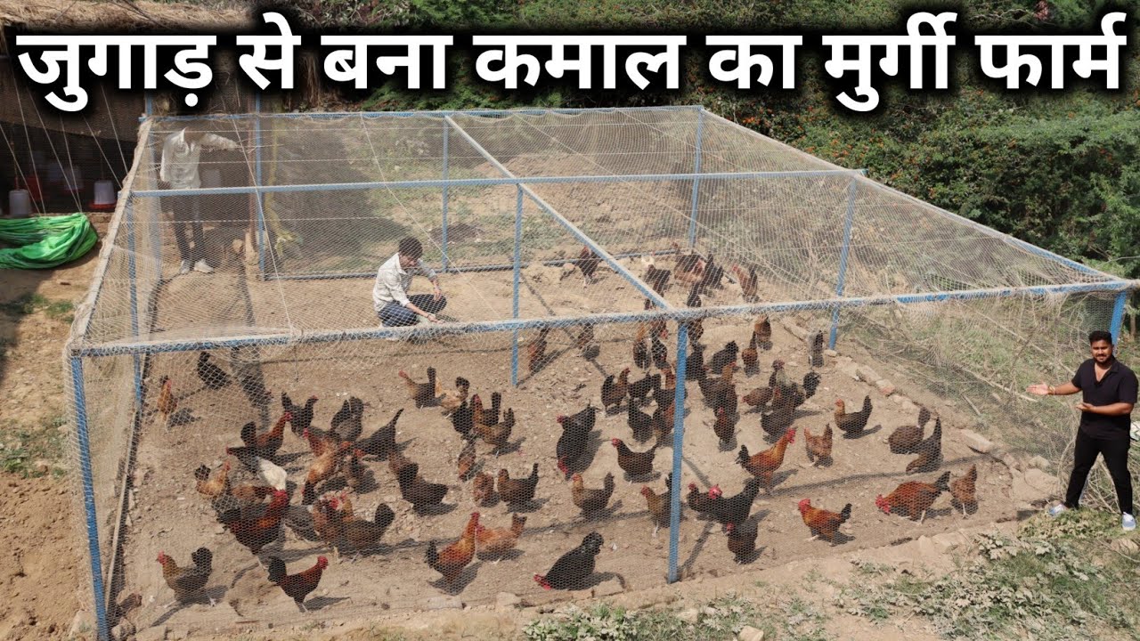 ऐसा कमाल का देशी मुर्गी फार्म देखा नहीं होगा | Tunnel Poultry Farm | Tunnel Chicken Farming Model