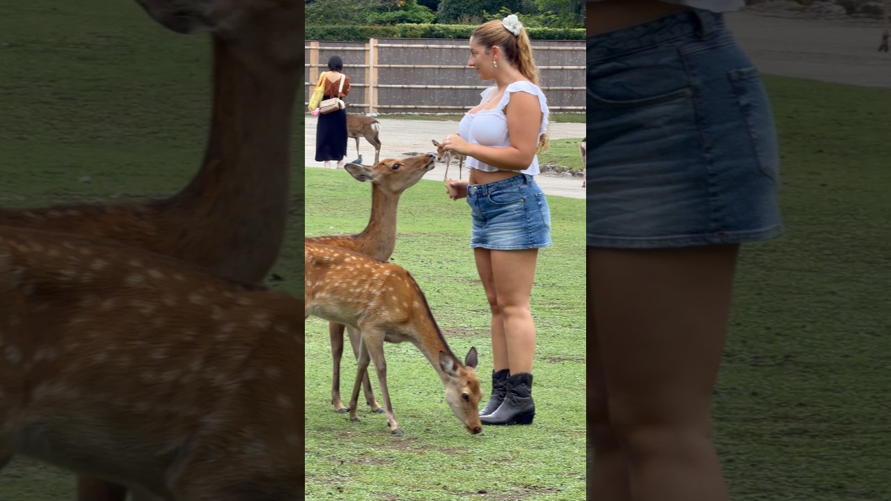 Nara Park deer 🦌 in japan