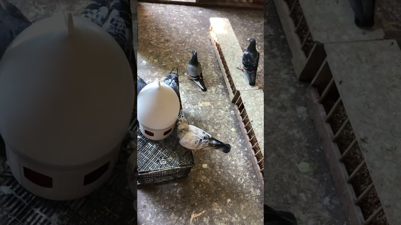 سباق 500 km تاريخ 18.06.23 نترك لكم الاستمتاع مع السلالات الراقية