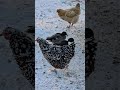 The lovely birds #birds #duck #chicken #callduck #birdsofafeatherflocktogether #farmlife