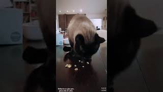 Rock and roll siamese cat eats pine nuts