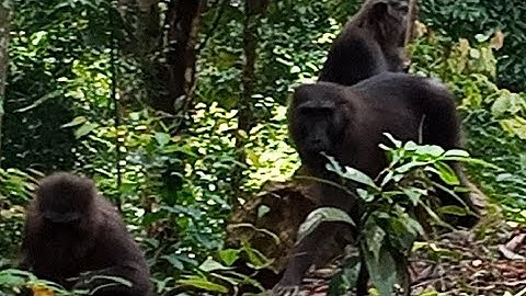 Penghuni Hutan Turun Ke Jalan!!! Pengendara Yang Lewat Di Bikin Kaget & Terkagum Kagum 😱😱😱😍😍😍
