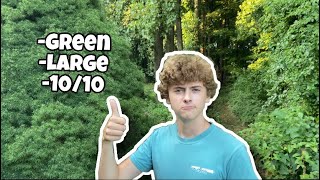 I Like Trees