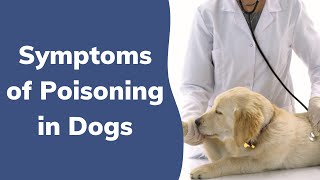 Symptoms of Poisoning in Dogs | Wag!