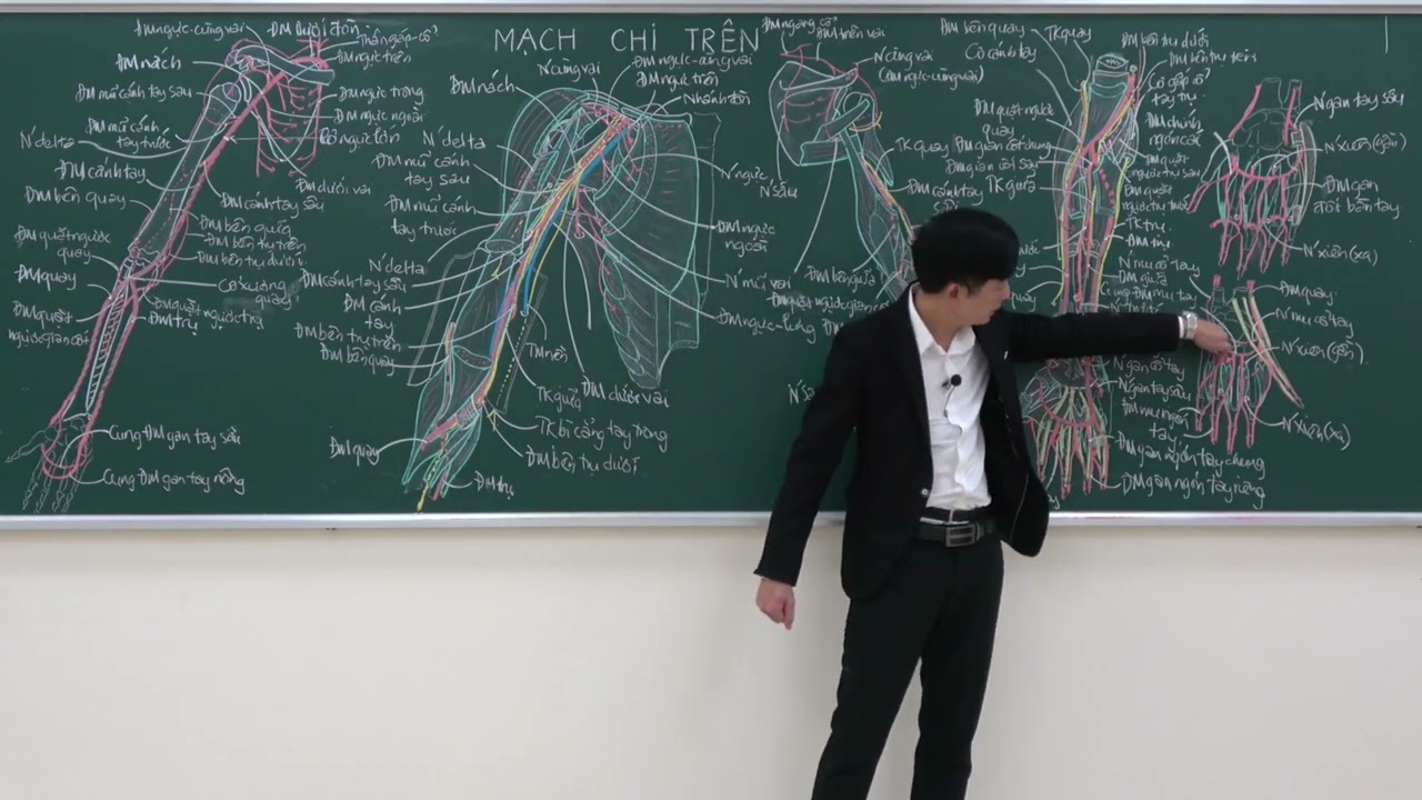 CHI TRÊN: MẠCH CHI TRÊN - (5) CÁC CUNG MẠCH GAN TAY VÀ TĨNH MẠCH Ở CHI TRÊN