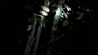 python climbing tree