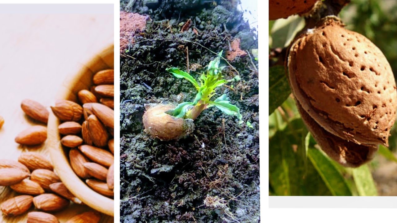 How to grow almond plant at home.