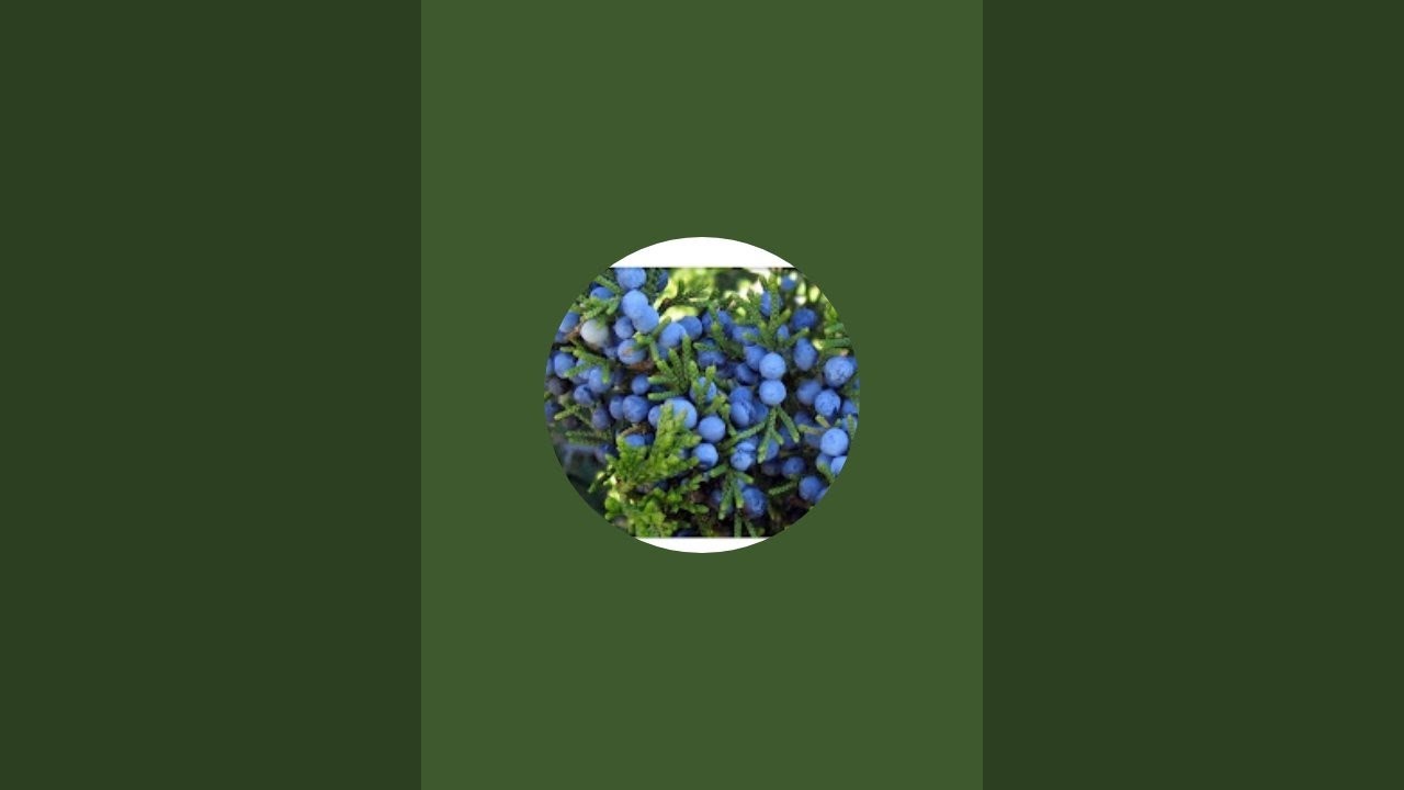 Zimbro do Himalaia Tarot está ao vivo! PERGUNTE AO TAROT GRATUITAMENTE! NAMASTÉ! 🙏