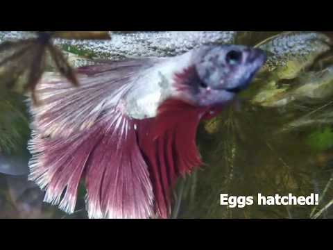 Betta spawn growth log