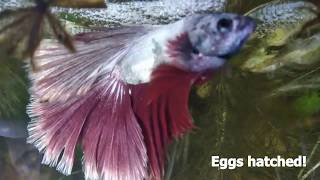 Download Lagu Betta spawn growth log