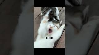 WHY IS IT MONDAY AGAIN?! π« (audio credits @ShiroTheBuddy) #shorts #cutecat #funny #cat #viral WHY IS IT MONDAY AGAIN?! π« (audio credits @ShiroTheBuddy) #shorts #cutecat #funny #cat #viral