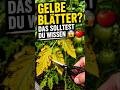 Warum werden Tomatenblätter gelb?