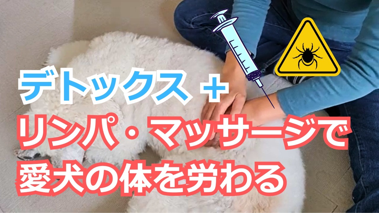 【ワクチン・駆虫剤の季節】デトックスと同時にやるリンパ・マッサージのやり方