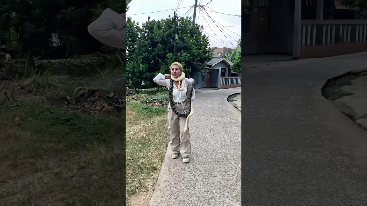 FOTO SAMA ULAR CANTIK CUMA GOCENG, MAU? 