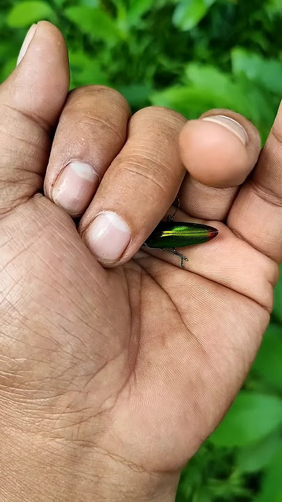 It is the Smaller shiny jewel beetle #beautifulinsects #nature #anyuniqueanimals #insects #shorts