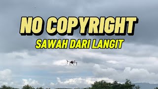 No Copyright! Pemandangan Sawah dari Udara! Drone Terbang di Atas Hamparan Hijau