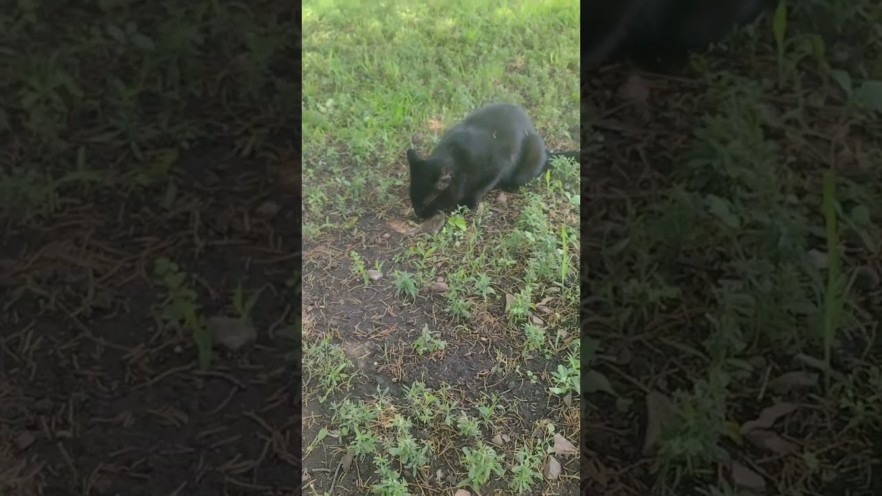 average day of a barn cat 