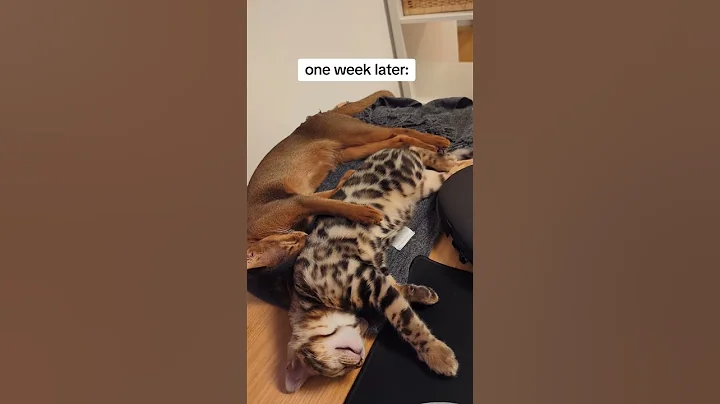 Watch the video about One week transition since cat introduction #bengal #abyssinian #cat