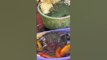 Tổng hợp video cá cảnh đẹp, con vịt , con rùa , con ếch , cá trê cá chép , cá lóc , cá bống ,tôm