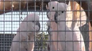 The Parrot Zoo On Bbc Flog It Tv Show
