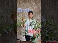 【ブルーベリー】曲げるだけで果実が倍増します！
